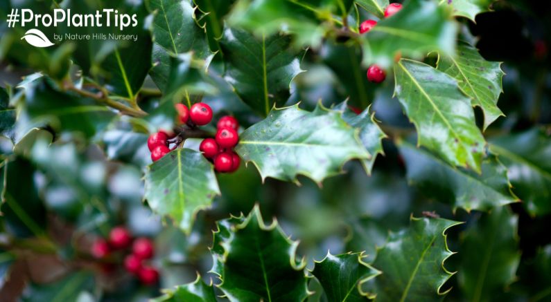 Are Holly Berries Poisonous to Humans & Animals? - Nature Hills Nursery