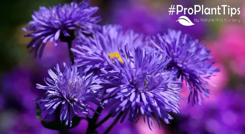 Asters - The Butterfly-Magnet Your Garden Has Been Missing! - Nature Hills Nursery