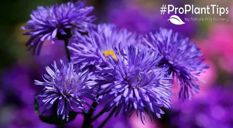 Asters - The Butterfly-Magnet Your Garden Has Been Missing! - Nature Hills Nursery