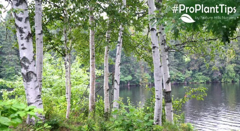 6 Astonishing Plants that Thrive in Wet Areas - Nature Hills Nursery