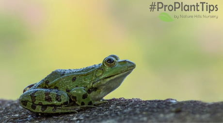 Attracting Frogs and Toads to Your Garden! - Nature Hills Nursery