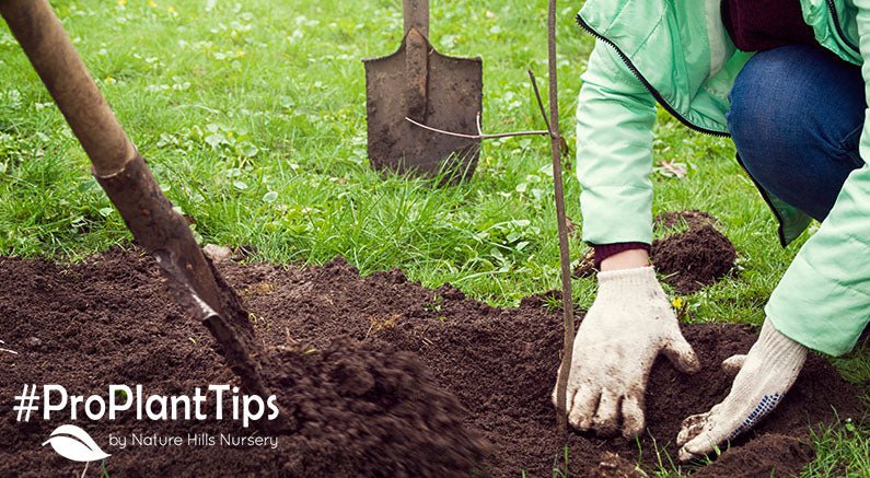 Bareroot #ProPlantTips: The Best Bang for your Buck - Nature Hills Nursery