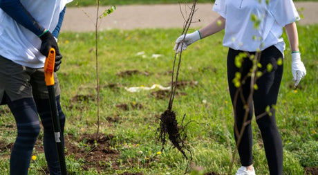 The Advantages of Planting Bare Root Plants