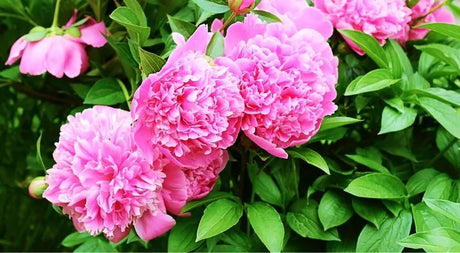 #ProPlantTips On Planting Bareroot Peonies