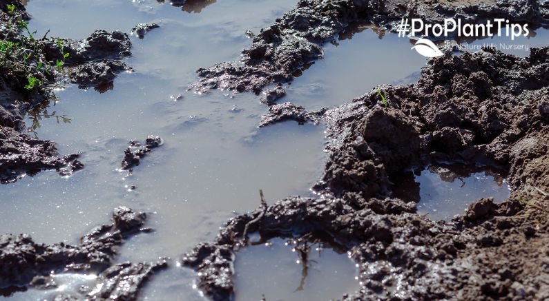Be Patient With Wet Soils - Nature Hills Nursery