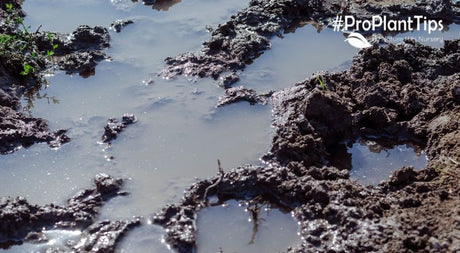 Be Patient With Wet Soils - Nature Hills Nursery