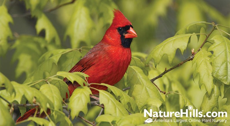 Best Botanical for Backyard Birds - Nature Hills Nursery