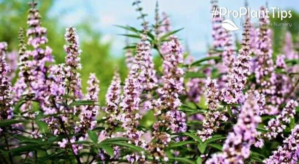 Chaste Tree Varieties & Selection Guide