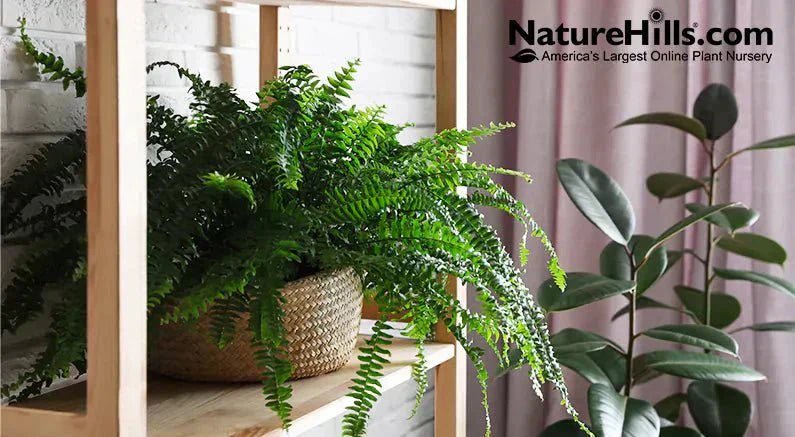 Best Ferns For Your Home - Nature Hills Nursery