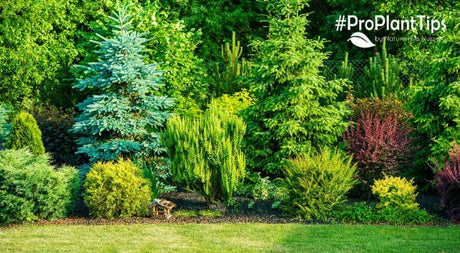 Best in Show in Your Yard? - Nature Hills Nursery
