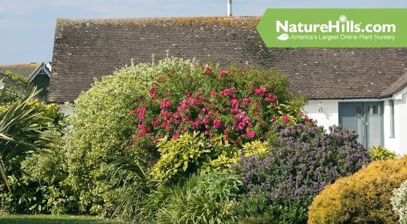 Top 5 Shrubs for a Windbreak - Nature Hills Nursery