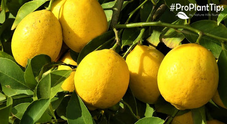 Best Lemon Trees To Grow Indoors! - Nature Hills Nursery