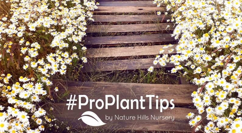 Best Low Edging Plants That Tidy Edges & Handle Foot Traffic - Nature Hills Nursery