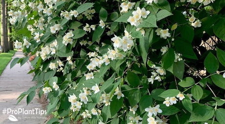 Best Mock Oranges to Plant and How to Care for Them! - Nature Hills Nursery