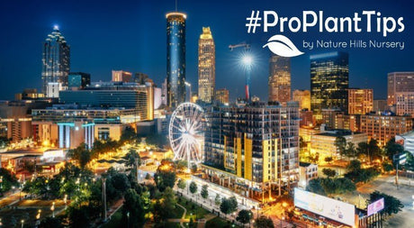 Best Plants For Atlanta’s Heat, Humidity & Year-Round Color - Nature Hills Nursery