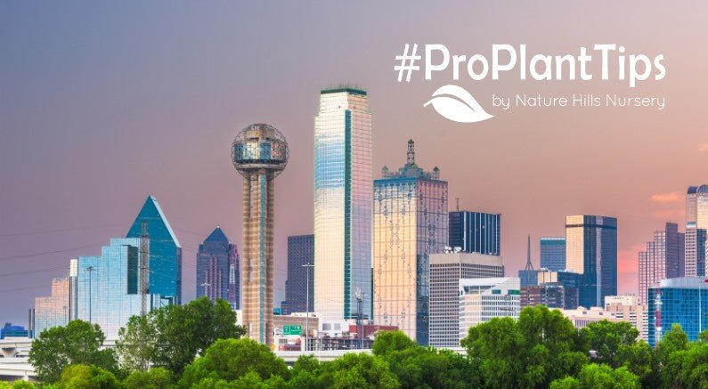 Best Plants For Dallas: Heat & Drought-Resistant Choices - Nature Hills Nursery