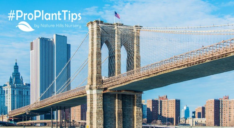 Best Plants to Grow in Brooklyn: A Local Gardener's Guide - Nature Hills Nursery