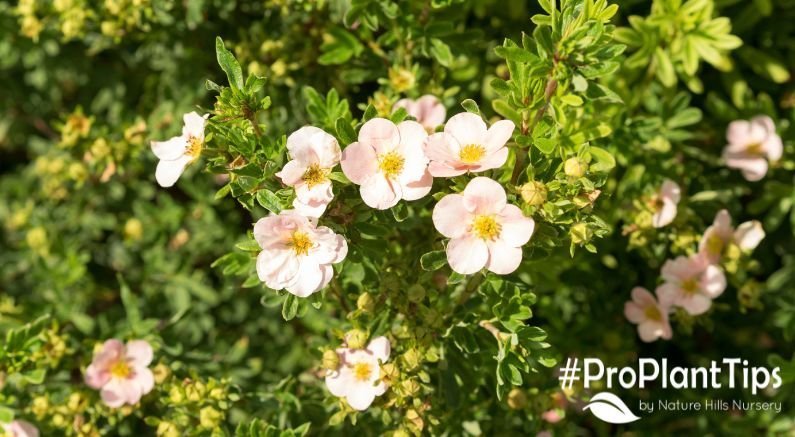 Best Potentilla Shrub Varieties & How to Care for Them! - Nature Hills Nursery