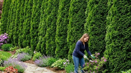 Best Privacy Trees and Shrubs to Plant This Spring