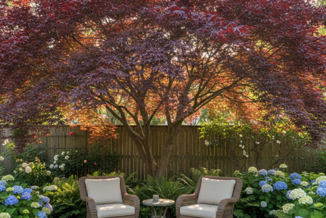 Best shade trees for small yards - Japanese Maple providing dappled shade over a patio seating area in a small backyard garden
