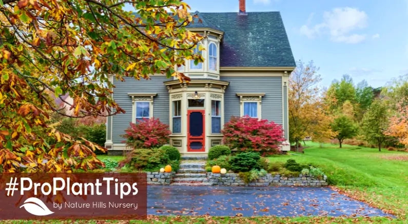 Top 5 Shrubs For Fall Color