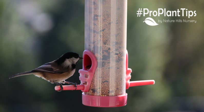 Let’s Talk About Bird Feeding (And Why it Matters!)