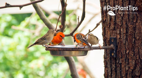 Healthy Bird Feeding Tips