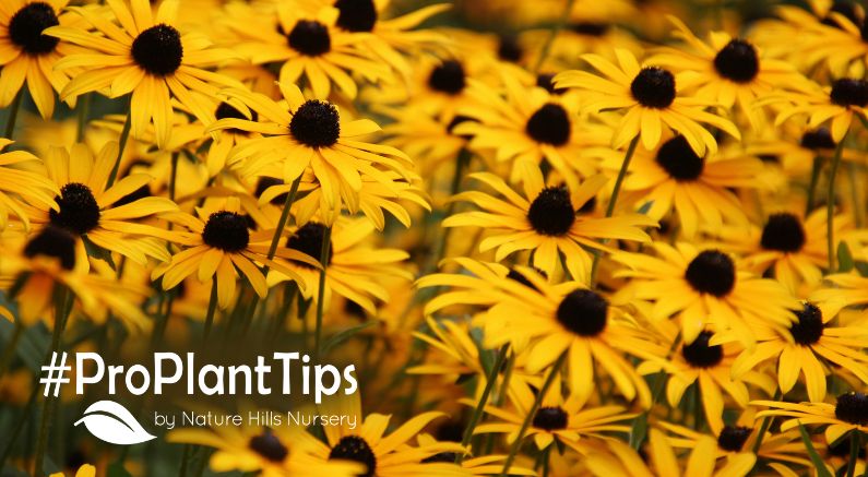 all about black eyed susans at nature hills