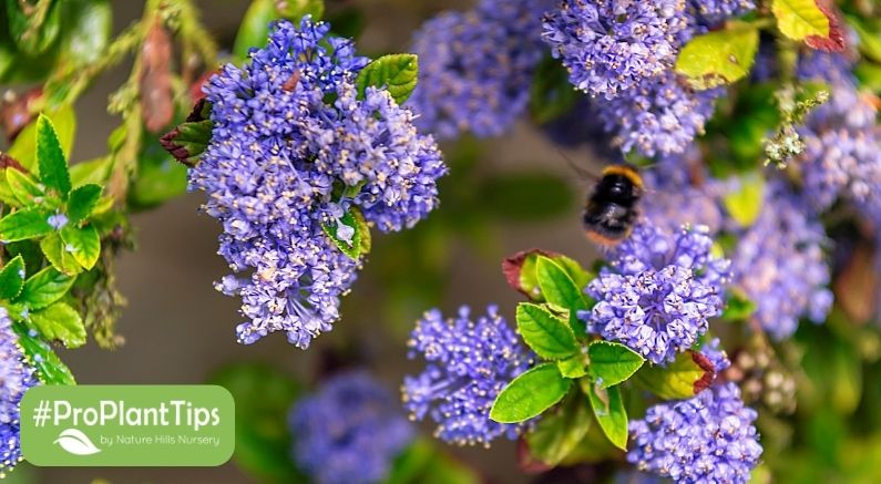 5 Types of Early Blooming Native Pollinator Plants