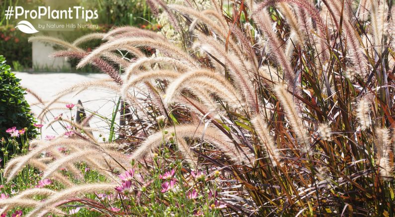 7 Popular Ornamental Grass Types