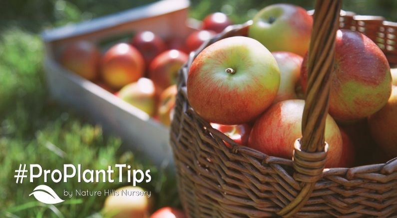 Anchoring Your True Dwarf Apple Trees