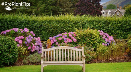 Best Natural, Informal Flowering Hedges!