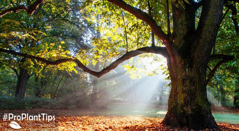 Best Oak Tree Varieties for Backyard Shade!