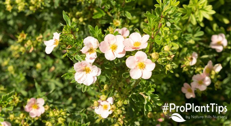 Best Potentilla Shrub Varieties & How to Care for Them!