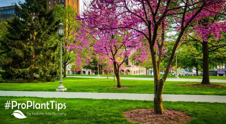 #ProPlantTips: Best Redbud Tree Varieties & Care Guide