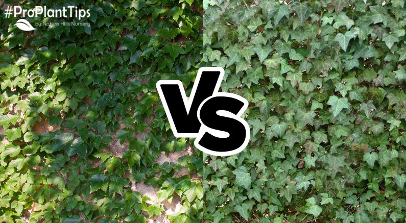 Boston Ivy vs. English Ivy - What's the Difference?