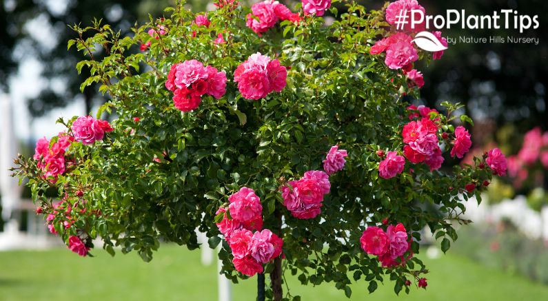 Caring For Tree Roses (And Get Them Ready for Winter)!