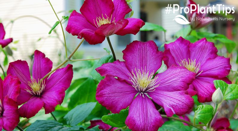 Dividing Clematis