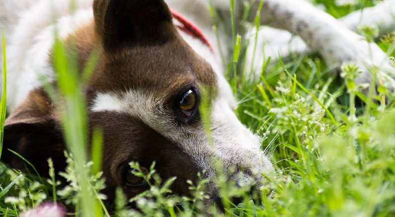 How to Make a Dog-Friendly Backyard