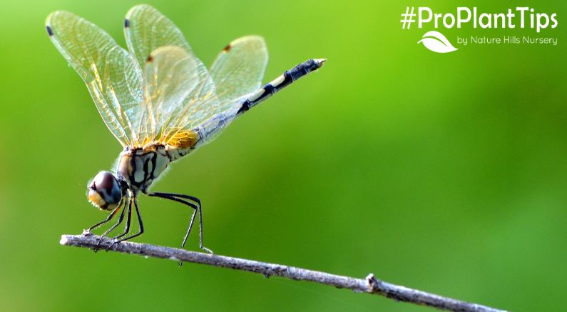 How to Get Rid of Mosquitoes? Dragonflies to the Rescue!