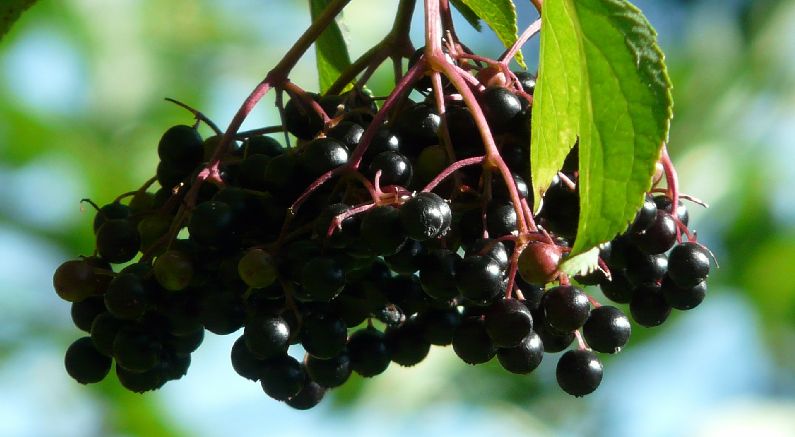 Are Elderberries Safe to Eat, Or Are They Poisonous?