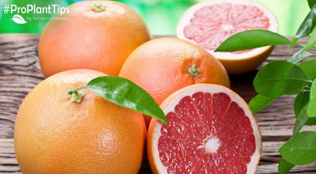 Everything You Need to Know About Growing Grapefruit!