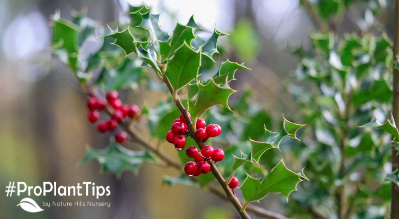 Everything You Need to Know About Growing Holly