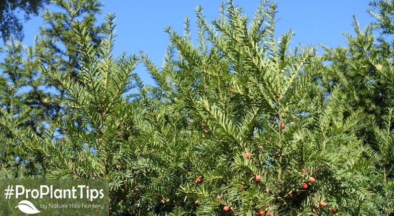 Everything You Need to Know About Yew Shrubs