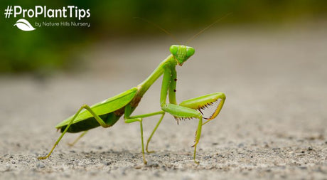 Free Pest Control - Attracting Praying Mantis!