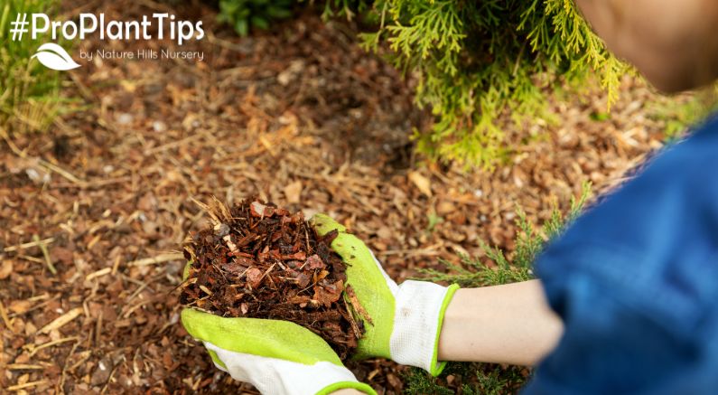 How and Why to Mulch Your Plants