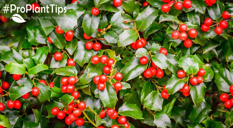 How to Grow a Hedge & More With Holly