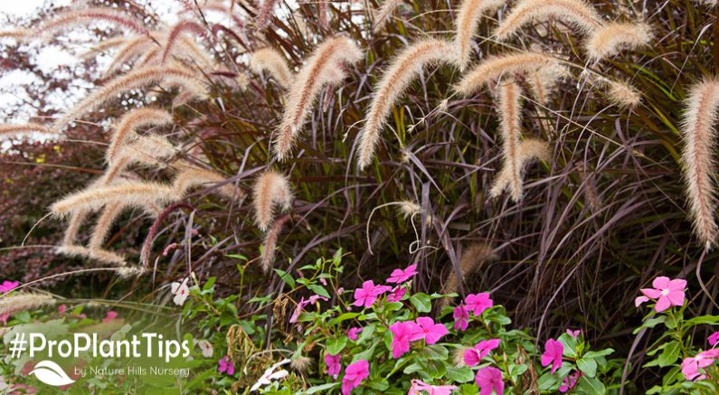 #ProPlantTips: How to Plant Ornamental Grass!