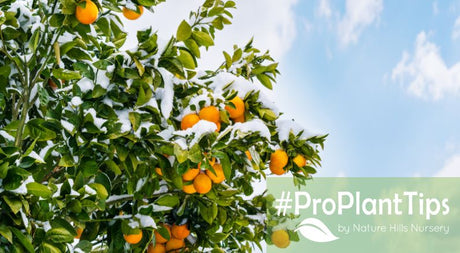 Protecting In-ground Citrus & Avocados - Zones 7, 8 and 9b