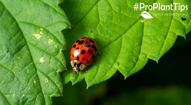 Attracting and Keeping Ladybugs in Your Garden!